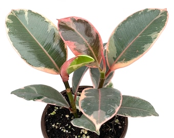 Ficus Decora Tineke Live Potted House Plants