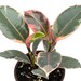 see more listings in the House Plants section
