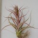 see more listings in the Air Plants/Bromeliads section