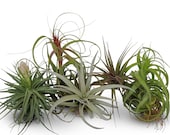 5 Large Assorted Tillandsia Collection Air Plants FREE SHIPPING