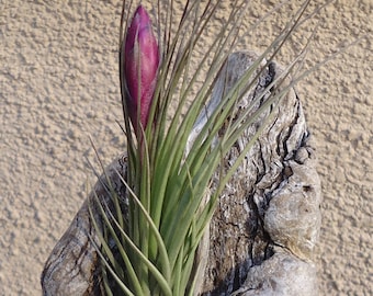 Tillandsia Seideliana Air Plants