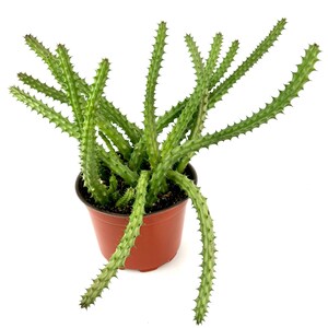 Large Red Dragon Cactus Huernia Scheideriana, 6" Pot