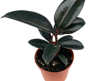 Ficus Decora Burgundy Live Potted House Plants