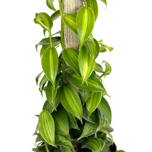Rare Variegated Vanilla Bean Orchid 20-24&quot;” with wood pole Vanilla Plantifolia
