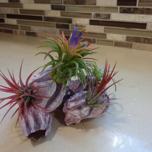 Air Plant and Purple Barnacle Kit image 2