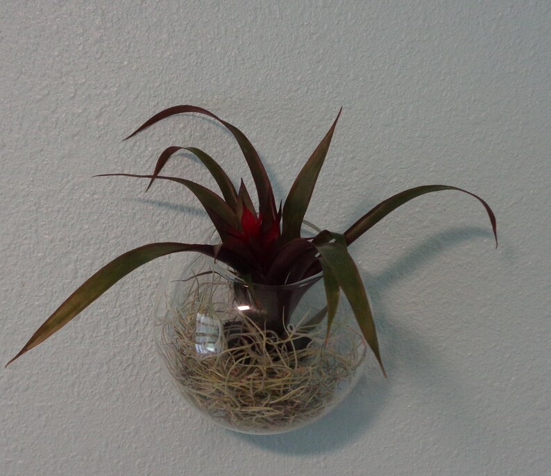5 Glass Wall Hanging Plant Orb/terrarium Etsy