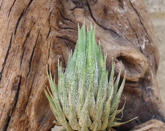 Tillandsia Ionantha Hazelnut Air Plants