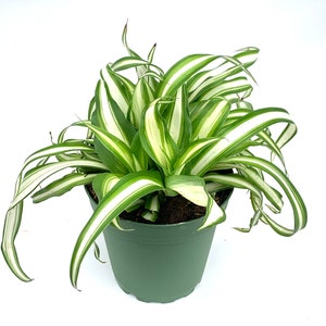 Variegated Spider Plant Chlorophytum Comosum Live Potted Houseplants