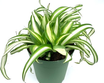 Variegated Spider Plant Chlorophytum Comosum Live Potted Houseplants