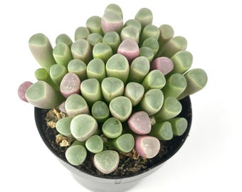 Baby Toes Succulent Fenestraria Rhopalophylla Live Potted Plant