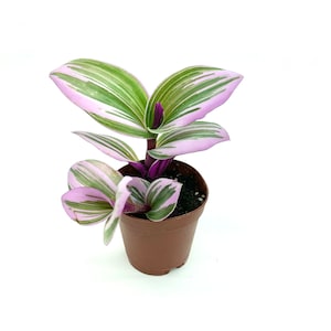 Pink Tradescantia Nanouk Small Houseplants in 2&quot; Pots