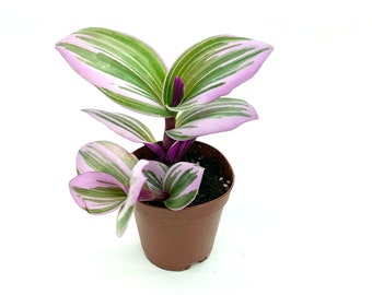 Pink Tradescantia Nanouk Small Houseplants in 2" Pots