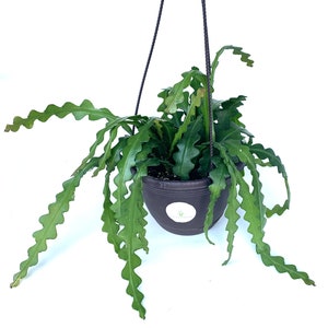 May include: A hanging potted plant with long, wavy, green leaves. The plant is in a black plastic pot suspended by black cords against a white background. The leaves have a unique, zig-zag edge.