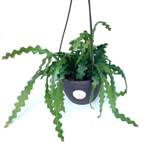 Large Fishbone Cactus in 6" Hanging Pot Epiphyllum Angulifer