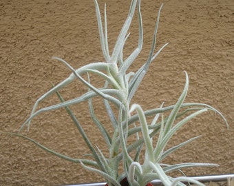 Tillandsia Paleacea Air Plants