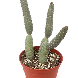 Pine Cone Cactus Large Specimen Tephrocactus Articulatus, 6" Pot