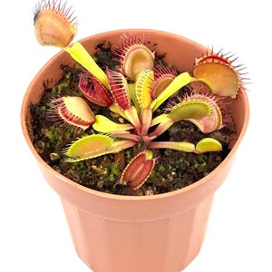 May include: A Venus flytrap plant with multiple green and red hinged leaves featuring spiky cilia edges, planted in a round, light brown plastic pot filled with dark soil and small patches of green moss, viewed from a high angle.