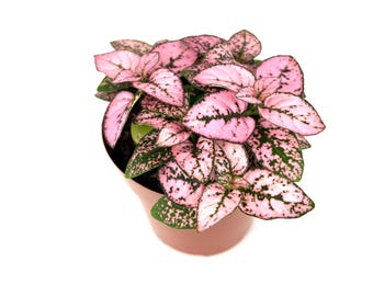 Hypoestes Rose Splash Plantas de interior vivas en maceta