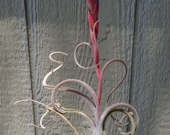 Tillandsia Arhiza-Juliae x Pruinosa Air Plants