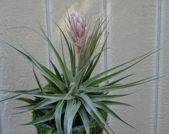 Tillandsia Gardneri Air Plants