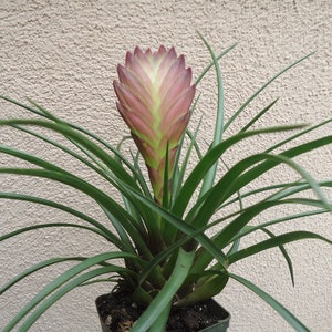 Large Tillandsia Cyanea Pink Quill Air Plants House Plants in 4 Pot image 4