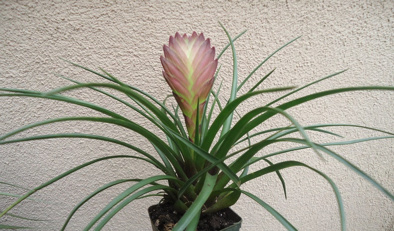 Large Tillandsia Cyanea Pink Quill Air Plants House Plants in 4 Pot image 4