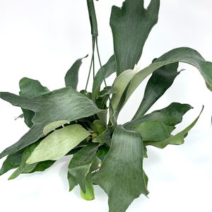 Staghorn Fern Platycerium Bifurcatum Netherlands in 6&quot; Hanging Pot