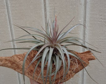 Tillandsia Vernicosa Purple Giant