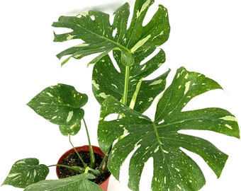 Thai Constellation Monstera 18-24" Tall Variegated Houseplant, 6” Pot