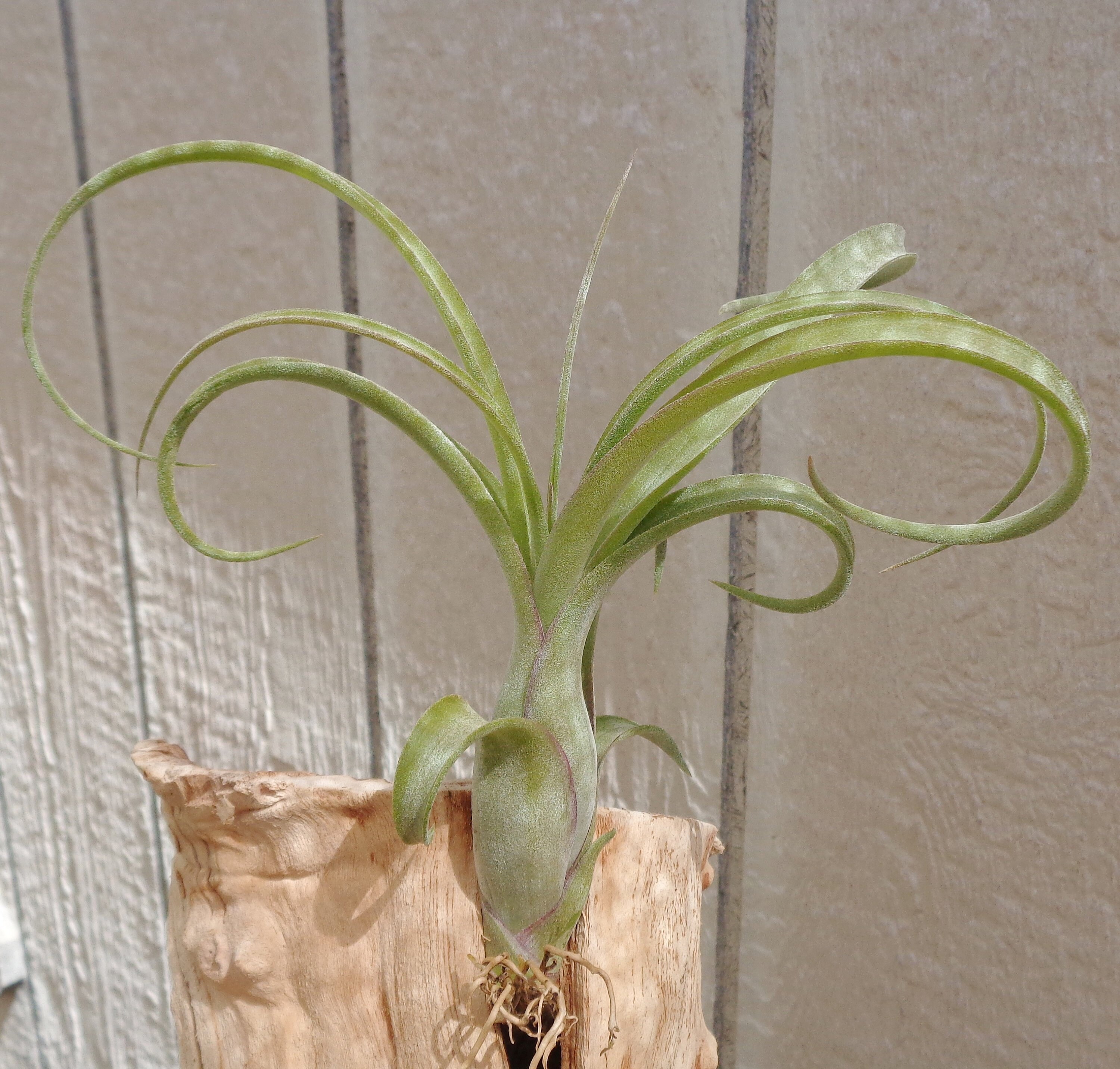 Tillandsia Air Plant /'Curly Slim/' ~20cm specimen house plant rare