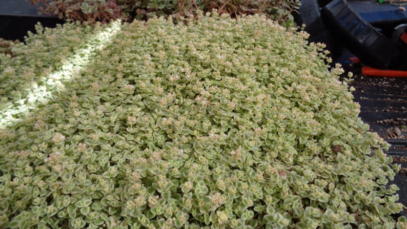 Sedum Little Missy Succulents in 4 Pot
