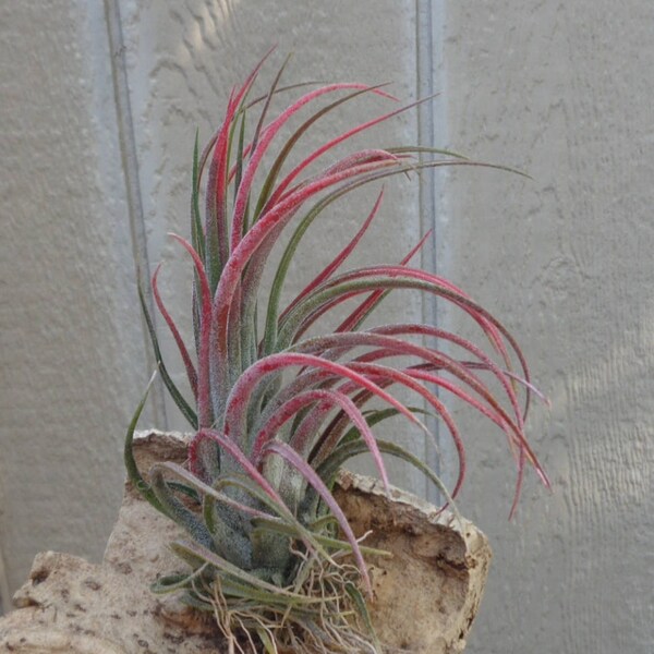 Tillandsia Pruinosa x Scaposa Air Plants