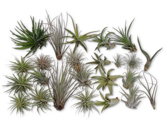 CTS Air Plants 24 Pack Tillandsia Assortment Air Plants As Is FREE SHIPPING