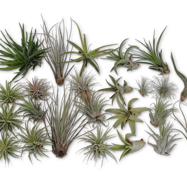 CTS Air Plants 24 Pack Tillandsia Assortment Air Plants As Is FREE SHIPPING