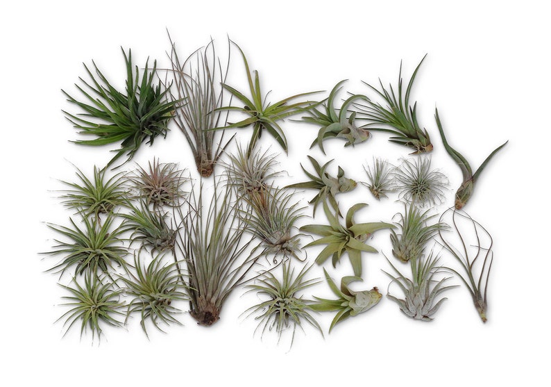 CTS Air Plants 24 Pack Tillandsia Assortment Air Plants As