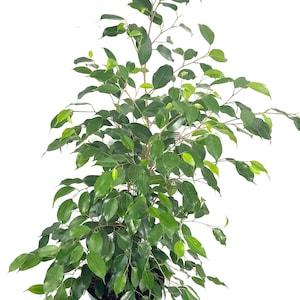 May include: A Ficus benjamina plant with numerous slender, woody stems and glossy, pointed, dark green leaves. The plant is housed in a simple, dark green plastic nursery pot, displaying a dense, branching structure with varied leaf sizes.