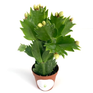 White Flower Christmas Cactus Schlumbergera
