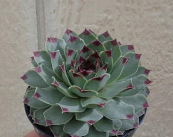 Sempervivum Calcareum Succulents