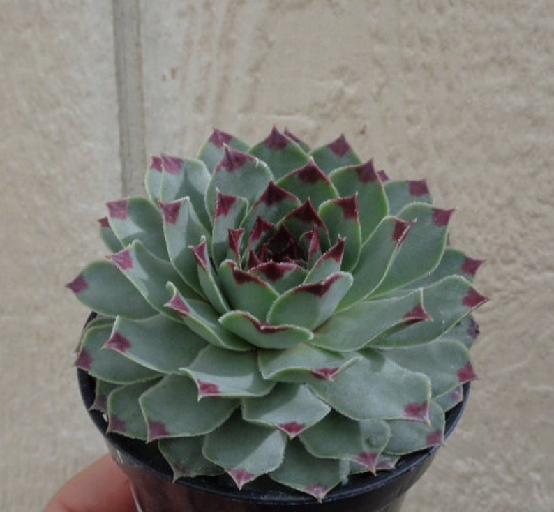 Sempervivum Calcareum Succulents image 1