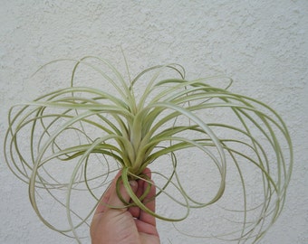 X-Large Tillandsia Exserta Air Plants