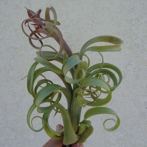 Tillandsia Twisted Tim Intermedia x Capitata Air Plants