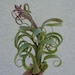 see more listings in the Air Plants/Bromeliads section