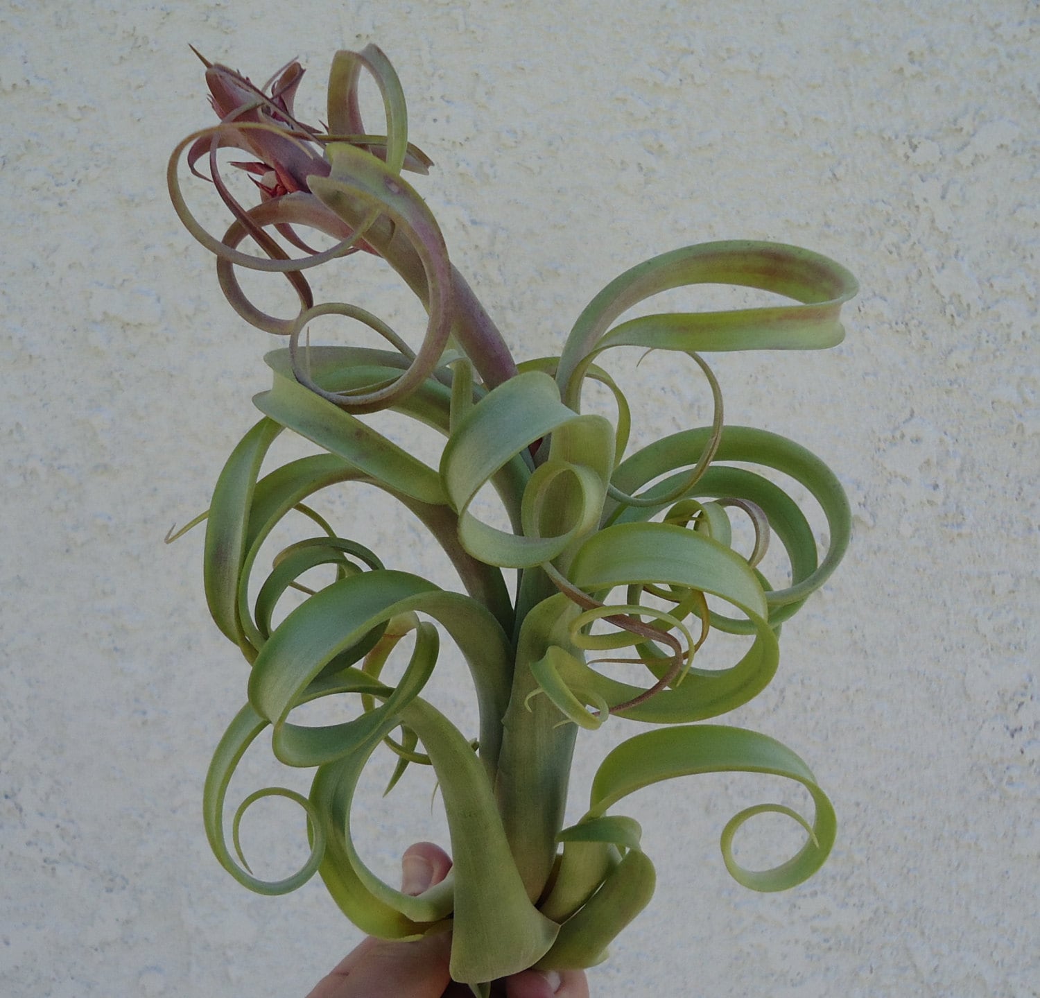 Tillandsia Twisted Tim Intermedia x Capitata Air Plants - Etsy 日本