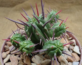 Pincushion Succulent Euphorbia Ferox Easy Care Houseplants