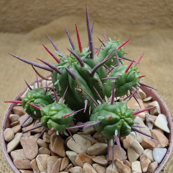 Pincushion Succulent Euphorbia Ferox Easy Care Houseplants