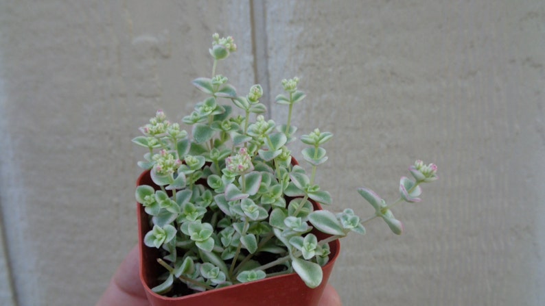 Sedum Little Missy Succulents in 4 Pot