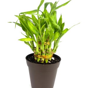 May include: A potted lucky bamboo plant with vibrant green leaves and stalks. The bamboo is secured with gold bands and sits in a brown plastic pot. The plant is a popular choice for home decor and is often associated with good fortune.
