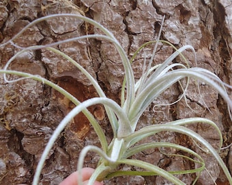 Tillandsia Straminea Bush Air Plants