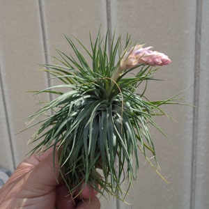 Tillandsia Stricta v Compacta Air Plants image 1