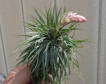 Tillandsia Stricta v Compacta Air Plants